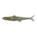 Evergreen Last Ace 110F in #55 Oikawa (Pale Chub) — official Evergreen product photo