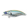 Boshu Horse Mackerel