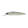American Shad
