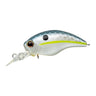 Queen Shad