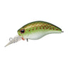 Olive Copper Shad