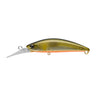 Orange Belly Ayu