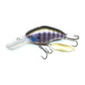 Bluegill
