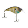 MF Bluegill