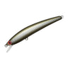 #08 Black Arowana