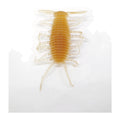 Engine Baby-chin 1.5in Elastomer in #02 Deadly Wakasagi (Deadly Smelt) — official Engine product photo