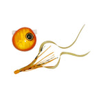 Jackall Namari Binbin Dama Slide F177 Orange Gold/Ikanago Curly T+