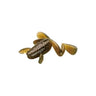 #121 Watermelon Frog