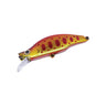 Red Gold Yamame Orange Belly