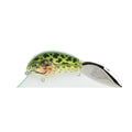 Grassroots Redcub - Spotted Frog N