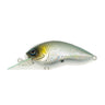 #024 Gizzard Shad H