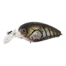 #57 Shrimp Molt