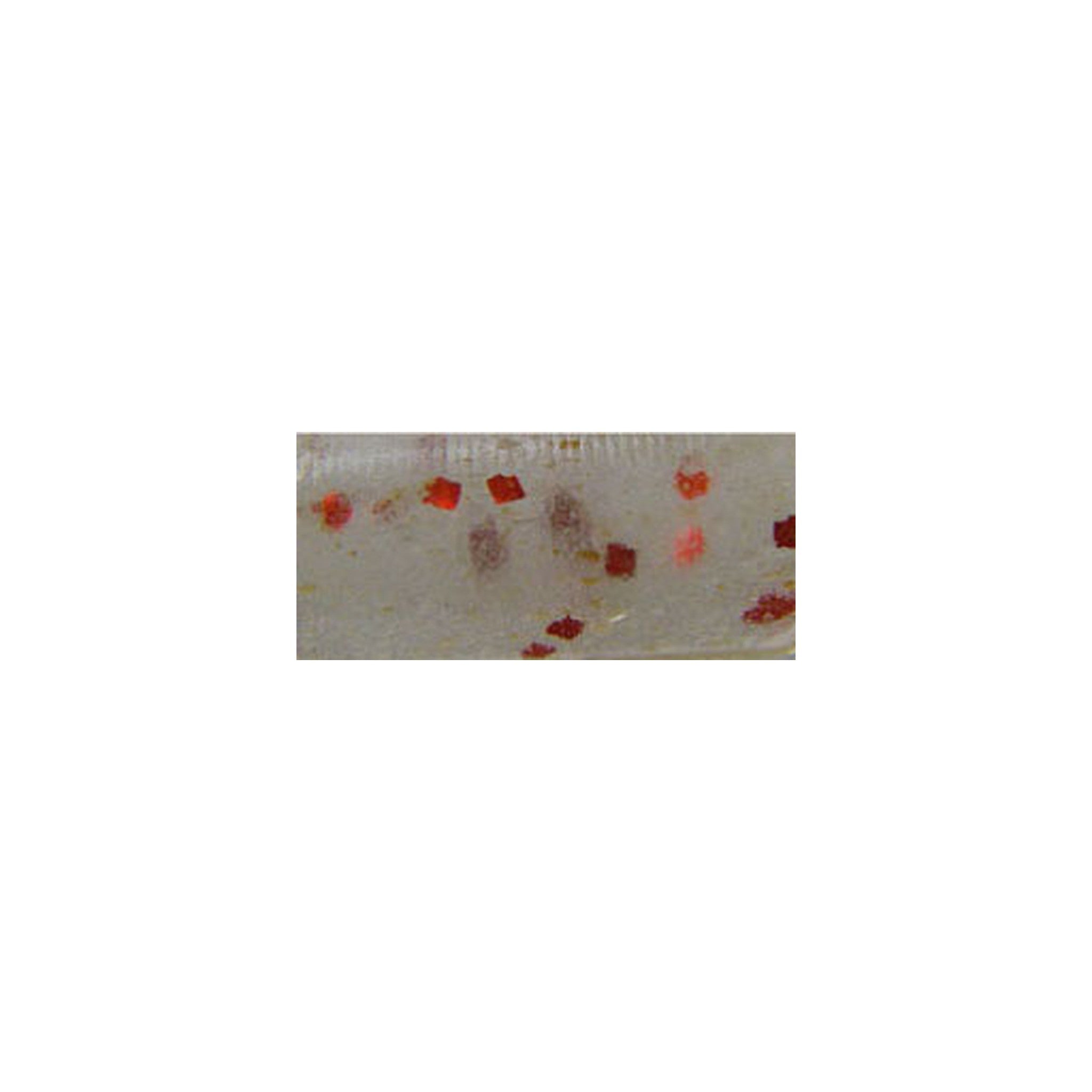 Bait Breath Ika Chu 1.8in in S824 Clear Glow Red — official Bait Breath product photo