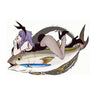 Fish Art Sticker - Amberjack