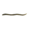 Green Pumpkin Goby