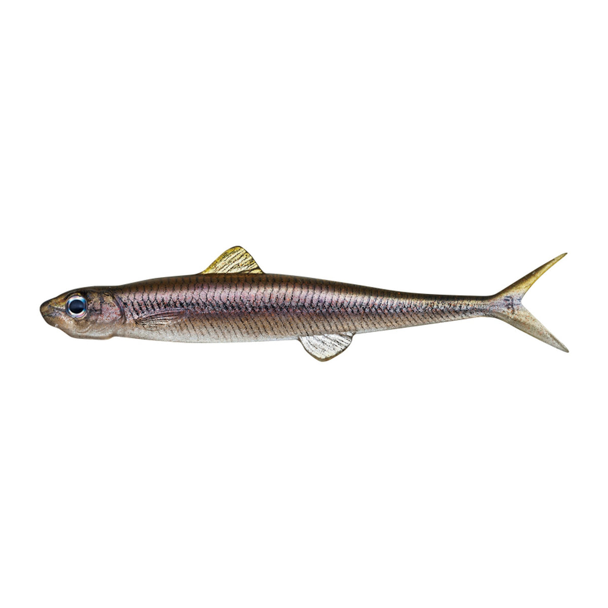 Evergreen Last Ace 80F in #138 Neon Wakasagi (Neon Smelt) — official Evergreen product photo