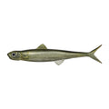 Evergreen Last Ace 80F in #14 Ayu (Sweetfish) — official Evergreen product photo