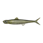 Evergreen Last Ace 80F in #14 Ayu (Sweetfish) — official Evergreen product photo