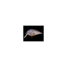 #5 Goby
