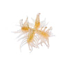 #52 Dappi Shrimp