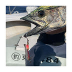 Xesta Ebiran BG 60g — official product image