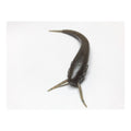 Nishine Lure Works NISHINE NAMAZU 5in catfish-shaped stick bait