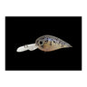 #5 Goby
