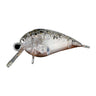 #21 Buchi-Bura Pellet