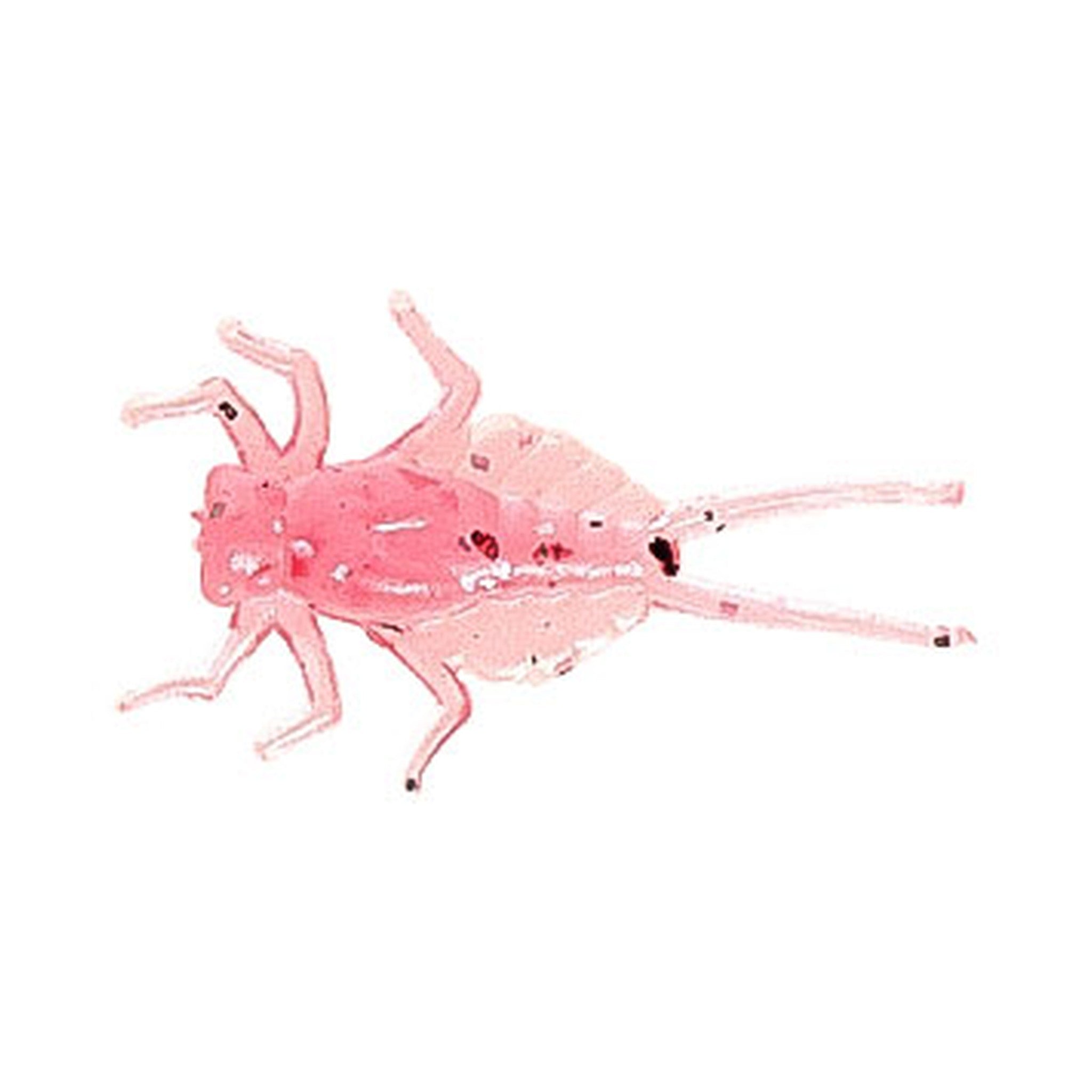 Nikko Kasei Zazamushi Worm DAPPY Pinchoro 0.4in soft plastic bait, Pepper Gum