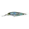 Black Abalone