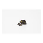 Attic Tasochin - Olive Pellet