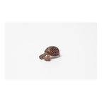 Attic Tasochin - Brown Pellet